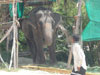A thumbnail of Maneerat Elephant Tours: (1). Amusement