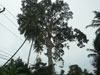 A thumbnail of Big Yang Tree: (1). Land Feature