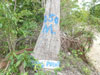 View Point - Khao Baan Fai Mai: (1). View Point