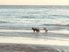 A thumbnail of Mae Ramphueng Beach: (8). Area