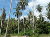 A thumbnail of Mai Samui Beach Resort & Spa: (4). Hotel