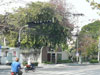 A thumbnail of Palm Estate: (2: No Zoom). Apartment
