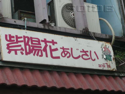 A photo of Ajisai