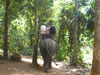 A thumbnail of Ban Kwan Chang Elephant Camp: (5). Amusement