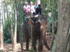 A thumbnail of Ban Kwan Chang Elephant Camp: (6). Amusement