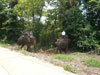 A thumbnail of Ban Kwan Chang Elephant Camp: (8). Amusement