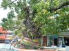 A thumbnail of Nakulua Market: (8). Market/Bazaar