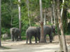 A thumbnail of Koh Phangan Elephant Trekking: (1). Amusement