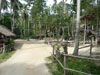 A thumbnail of Koh Phangan Elephant Trekking: (2). Amusement