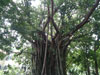 A thumbnail of Blue Elephant - Phuket: (3). Restaurant