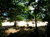 A thumbnail of Sane Bay: (5). Sub Area