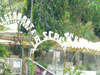 A thumbnail of La Scala: (2). Restaurant