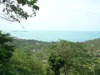 A thumbnail of View Point - The Jungle Club: (1). View Point