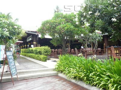 A photo of Frangipani